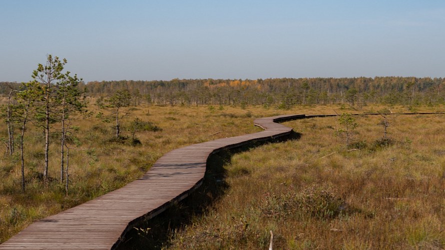 Обложка статьи «Топ лучших маршрутов по экотропам Ленинградской области для велосипеда»