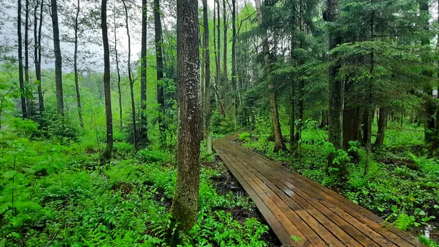 Обложка маршрута «Экотропа «Колтушские высоты»»